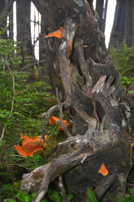 a tree formation along the nature trail at Cape Lookout State Park